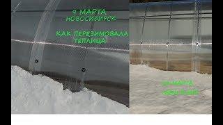 И снова ТЕПЛИЦА, Садим КЛЕН в сугроб