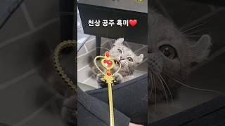 고양이 낚는 강태공.                               #고양이 #먼치킨킨카로우 #요술봉 #고양이일상