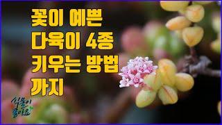 꽃이 예쁜 다육이 4종 키우는 방법 까지(succulent plant)