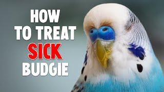 How to Help a Sick Budgie