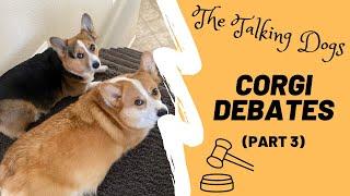 Talking corgis argue over desserts and sports | Hammy and Olivia