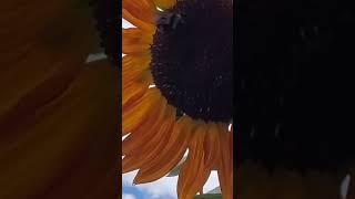 Bumble bees, garden, sunflower....BUMBLER RUMBLER