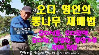 오디 명인의 뽕나무 재배법. 오디식초, 오디생과, 오디원액, 오디청, 뽕잎 등 판매 안내. 통영오디농장의 명품오디 생산방법. 뽕나무 가지치기 방법 및 시기.