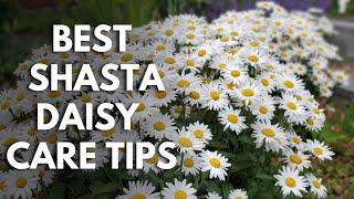 Shasta Daisy Lovers: Grow Bigger, Healthier Plants with These Shasta Daisy Care Tips #garden