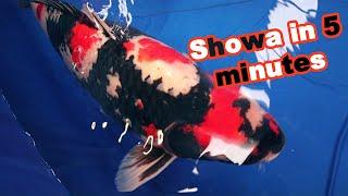 SHOWA KOI variety 5 minutes | Koi documentary