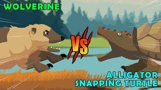 Wolverine vs Alligator Snapping Turtle | Woodland Fight Club [S1] | Animal Animation