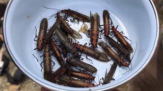 Eating Wild INSECTS????!!!!  Catch and Cook + Bushcraft