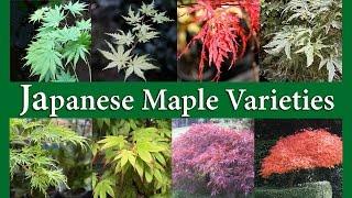 Japanese Maple Varieties