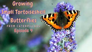 Small Tortoiseshell Butterflies in their Chrysalis