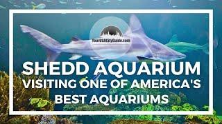 The Shedd Aquarium Chicago - Our Visit to one of America's best Aquariums