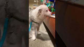 LETTING HER CHOOSE #yay #toys #petsmart #puppy #cute #choice #aussie #fun #shorts #vlog #margot