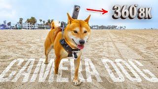 My Shiba Inu Films His Own 8K 360° Video - The Results Are Hilarious!