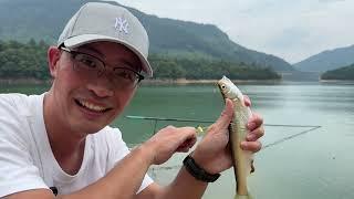 探釣黃山太平湖，金色草魚鍋蓋鯿