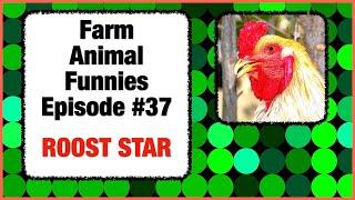 Rooster Eggs - Funny Animal Videos - Comedy Skit #37