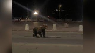 КОСОЛАПЫЕ В ГОРОДЕ | Новости Камчатки | Масс Медиа