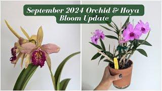 September 2024 Orchid & Hoya NYC Indoor Collection Update | Fall Chores are DONE! 