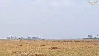 Warthog Escapes Pride of Lions | Great Plains Conservation