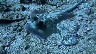 Eagle Ray in Sand--Dive 11--Shark Point, Ao Nang Thailand