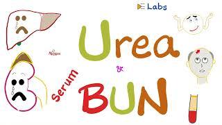 Serum Blood Urea Nitrogen (BUN) & Serum Urea - Kidney Function Tests