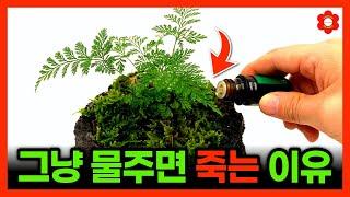 제발 고사리는 이렇게 키우세요!ㅣ🪴고사리별 진짜 관리법ㅣ고사리 키운다면 반드시 봐야하는 영상 best (feat. 고사리 전문가의 디테일, 노하우)
