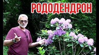 Рододендрон Как правильно посадить и выращивать / Игорь Билевич