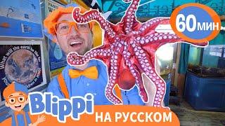 Подводный МИР с Блиппи | Изучай этот мир вместе с Блиппи | Blippi Russian