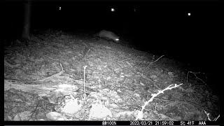 Screaming Fox–The Most Frightening Sounds In The Woods at Night–Trail Camera