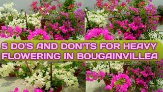 5 DO'S AND DON'TS FOR HEAVY FLOWERING IN BOUGAINVILLEA  @HangroosGardening