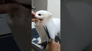 Cut and groom cute white pomeranian #shorts #pomeranian #pets #cute #cutedog