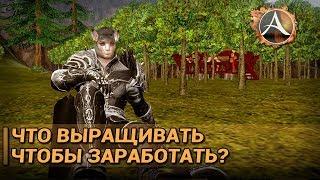 ArcheAge 5.7. Что выращивать чтобы заработать?