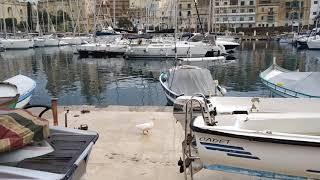 Senglea ducks