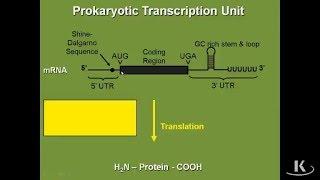 Production of Prokaryotic Messenger RNA|Biochemistry