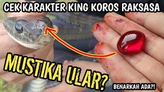 MUSTIKA ULAR KING KOROS BESAR HASIL RESCUE DI SUMUR KERAMAT? TEST KARAKTER DAN KESEHATAN KING KOROS