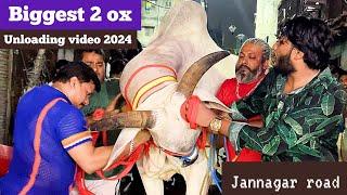 Biggest ox of Raja bhai jannagar Road unloading 2024 #angrybull #cowunloading