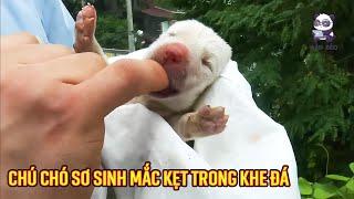 Chú chó con mới sinh chưa mở mắt nhưng kêu cứu thảm thiết giữa khe nứt các tảng đá