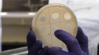 Titering Phage - spot and whole plate methods