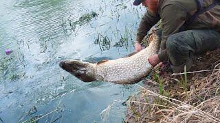 The BIGGEST River Fish I've Ever Caught! Smashed It at my Feet!