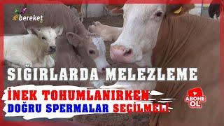 Sığırlarda Melezleme Çalışmaları - Yeni Doğan Buzağıları 6 Ay Sütle Besliyorlar