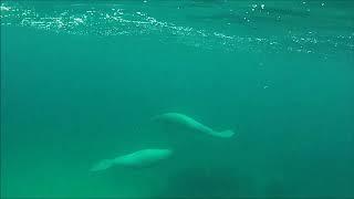 Manatee - Lamantins - Casa Caracola - Xcalak, Q. Roo, Mexico