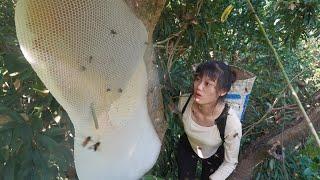 Brave young girl Harvesting honeycomb in the forest - Would 1 million bees attack people?