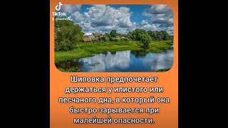 Шиповка. Рыба, родом из детства #вьюн #шиповка #shorts