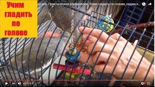 КАК ПРИРУЧИТЬ ПОПУГАЯ. Практические упражнения. Учим гладить по голове, садим на руку.