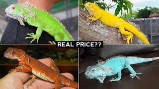 Iguana price you need to know before you get cheated | AnimalHolic