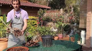 Repotting large Cattleya Orchid ,Raw day in the life vlog of an orchid enthusiast