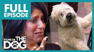 Owner Finds Out Dog is SERIOUSLY ILL| Full Episode | It's Me or The Dog