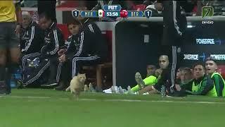 Gato invade cancha en juego Mexico vs bermudas