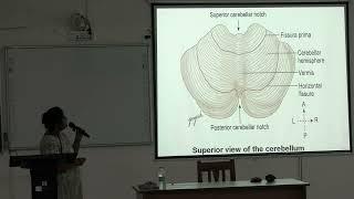 Lecture on The Cerebellum Explained: Anatomy, Histology, Functions & Clinical Syndromes I MBBS