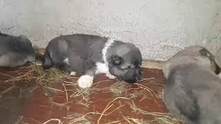 +995 555 73 40 73 კავკასიური ნაგაზი, Caucasian (GEORGIAN) Shepherd - kavkasiuri nagazi