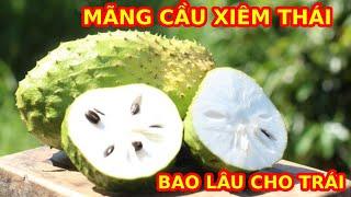 MÃNG CẦU XIÊM THÁI TRỒNG BAO LÂU CHO TRÁI