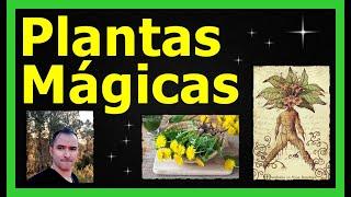 PLANTAS MÁGICAS (Mi Laboratorio Mágico 10 años después) #plantas #hierbas #magianatural